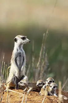 Meerkat: Suricate (Suricata suricatta). Also called Meerkat