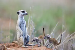 Meerkat: Suricate (Suricata suricatta). Also called Meerkat