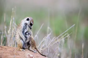 Meerkat: Suricate (Suricata suricatta). Also called Meerkat