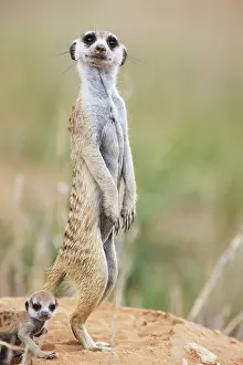 Meerkat: Suricate (Suricata suricatta). Also called Meerkat