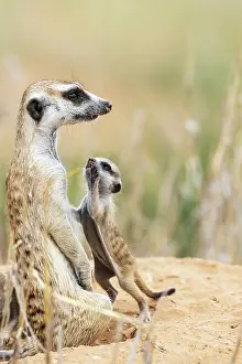 Meerkat: Suricate (Suricata suricatta). Also called Meerkat