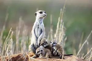 Meerkat: Suricate (Suricata suricatta). Also called Meerkat