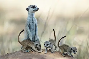 Meerkat: Suricate (Suricata suricatta). Also called Meerkat