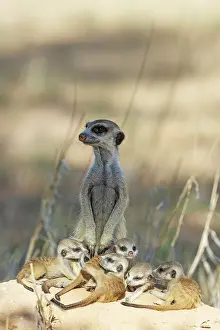 Meerkat: Suricate (Suricata suricatta). Also called Meerkat