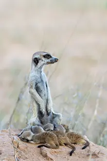 Meerkat: Suricate (Suricata suricatta). Also called Meerkat