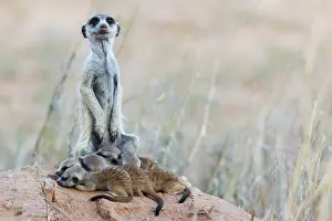 Meerkat: Suricate (Suricata suricatta). Also called Meerkat
