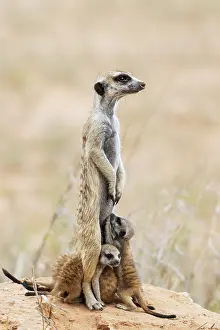 Meerkat: Suricate (Suricata suricatta). Also called Meerkat