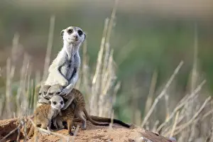 Meerkat: Suricate (Suricata suricatta). Also called Meerkat