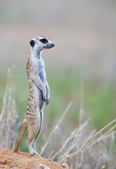 Meerkat: Suricate (Suricata suricatta). Also called Meerkat