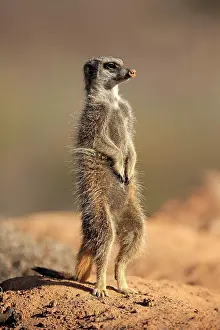 Concentration: Suricate (Suricata suricatta), Meerkat, adult, Oudtshoorn