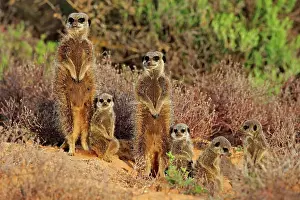 Oudtshoorn: Suricate (Suricata suricatta), Meerkat, adult with