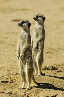 Transborder: Suricate (Suricata suricatta), Meerkat family around