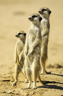 Suricate: Suricate (Suricata suricatta), Meerkat family around