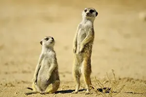 Suricate: Suricate (Suricata suricatta), Meerkat family around