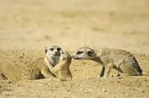 Suricate: Suricate (Suricata suricatta), Meerkat family around