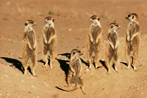 Sentry: Suricates / Meerkat - Sunning themselves