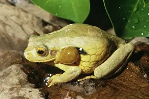 Surinam: Surinam Golden-eyed Treefrog