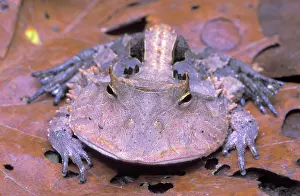 Cornuta: Surinam Horned Frog