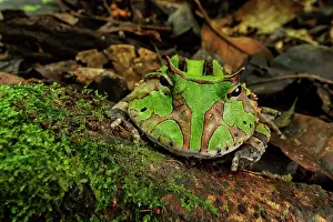 Amacayacu: Surinam Horned Frog / Amazonian Horned Frog, Amacayacu