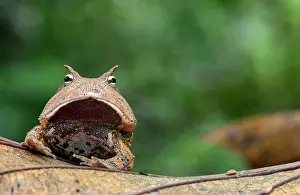 Surinam horned frog or Amazonian horned frog (Ceratophrys