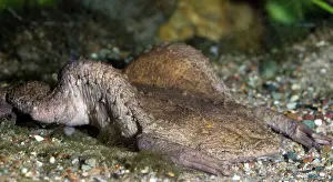 Pipa: Surinam Toad