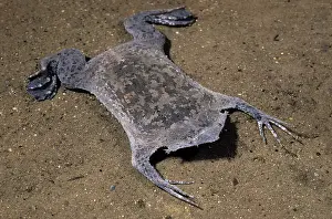 Surinam: Surinam Toad