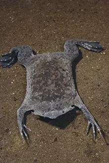 Surinam: Surinam Toad