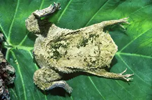 Surinam: Surinam Toad (Pipa pipa)