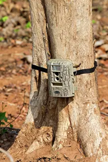 Tadoba: Surveillance Camera camera trap attached to a tree