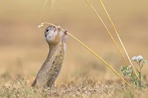 Blade: Suslik (Citellus citellus), adult animal reaches