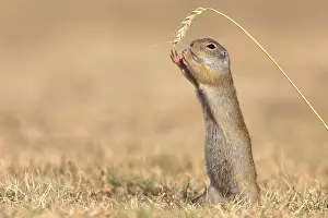 Erect: Suslik (Citellus citellus), reaches for ear of corn