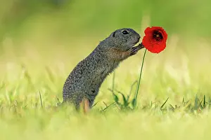 Townsmall: Suslik (Spermophilus citellus) on poppy in a meadow