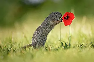 Townsmall: Suslik (Spermophilus citellus) on poppy in a meadow