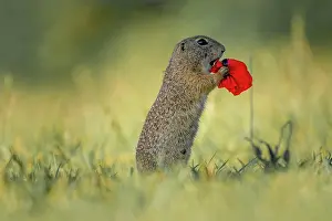 Townsmall: Suslik (Spermophilus citellus) on poppy in a meadow