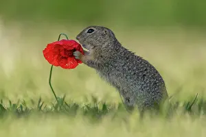 Townsmall: Suslik (Spermophilus citellus) on poppy in a meadow
