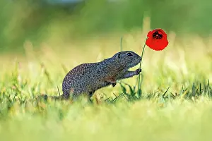 Townsmall: Suslik (Spermophilus citellus) on poppy in a meadow
