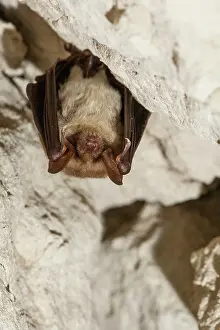 Suspend: Suspended Mouse-eared Bat - Annual Census of bats
