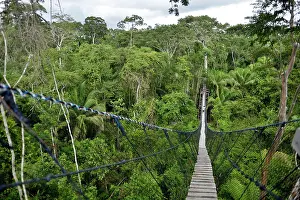 Suspension: Suspension bridge between tall tropical trees of