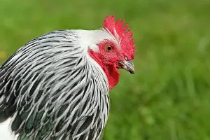 Agricuture: Sussex Chicken