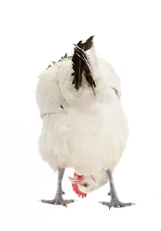 Surprised: Sussex chicken looking for egg