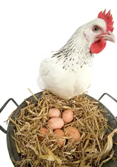 Pail: Sussex Chicken - looking at eggs in metal pail