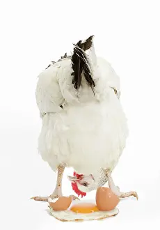 Fried: Sussex Chicken - in studio looking at fried egg