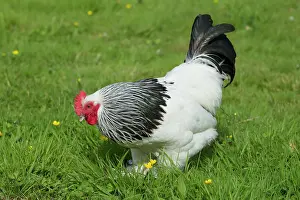 Agricuture: Sussex - Domestic Chicken Breed
