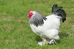 Agricuture: Sussex - Domestic Chicken Breed