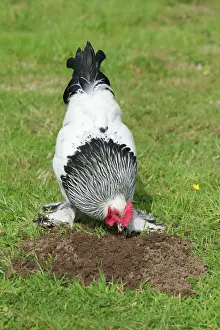 Agricuture: Sussex - Domestic Chicken Breed