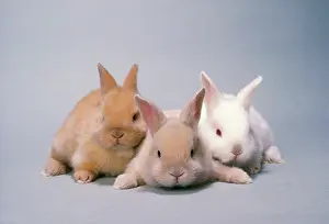 Sussex Gold and Cream RABBITS - x3