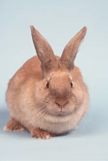 Sussex: SUSSEX (GOLD) RABBIT - Domestic