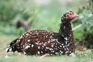 Sussex: Sussex tricolore Chicken - Domestic Fowl