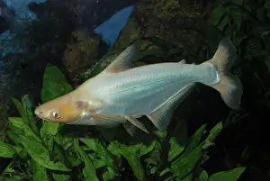 Catfishes: Sutchi Catfish/ Irridescent catfish - albino