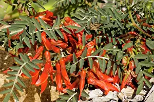 Properties: Sutherlandia fruticosa - a shrubby legume, with